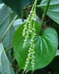 Dioscorea  spp. 